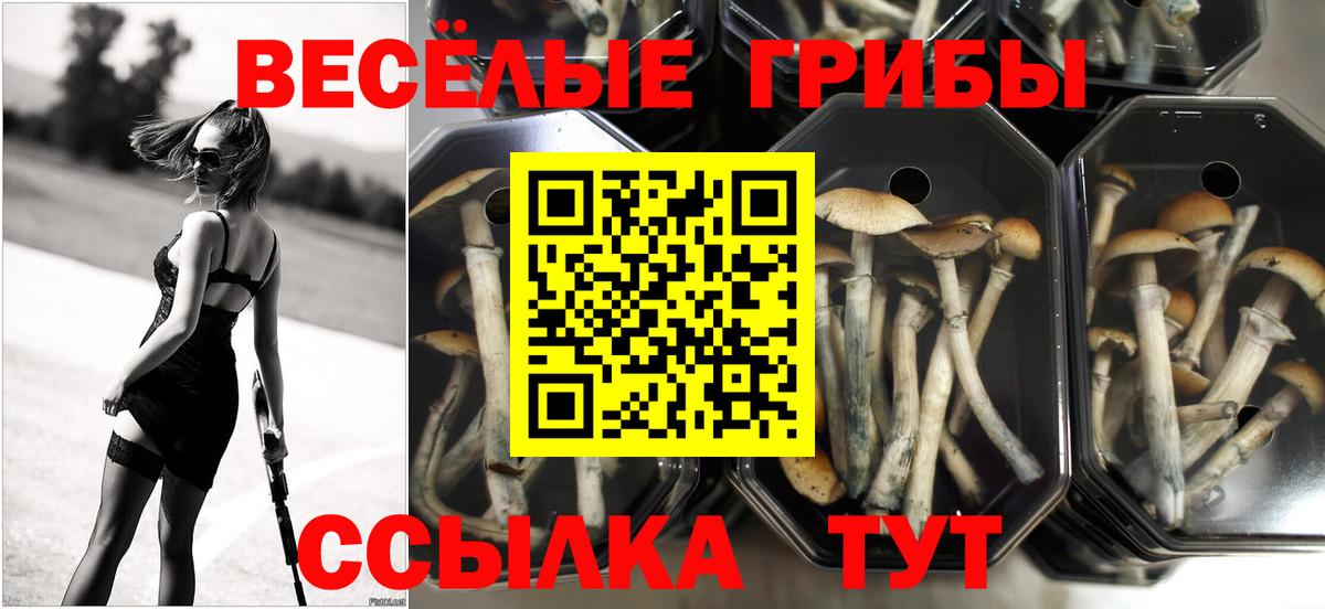 Галлюциногенные грибы Psilocybe Соль-Илецк